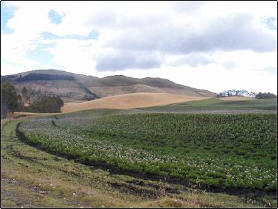 El piso de la caldera con el volc�n Cubilche de fondo, El Pangaladera es una caldera extinta y como se v� en la imagen muy bien utilizada en agricultura.
