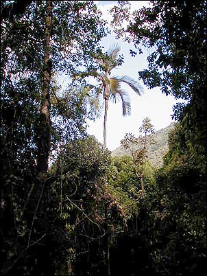 Explotada casi hasta la extinci�n he aqu� la palma de cera, una ex�tica palmera de altura de la cual se obten�a una sustancia usada para hacer velas. �como lleg� al Pasochoa? quiz� sea una sobreviviente de una pasada �poca de gloria de esta especie.
