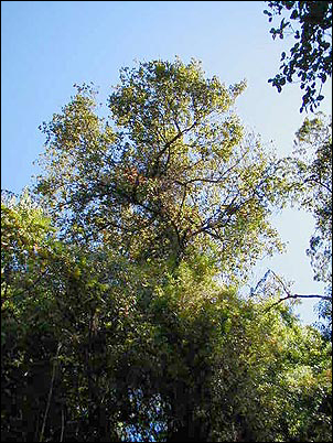 No tengo el nombre de esta especie, pero este gran y hermoso arbol es una muestra de la gran variedad de especies vegetales existentes en el Pasochoa donde tambi�n se pueden observar polylepis.
