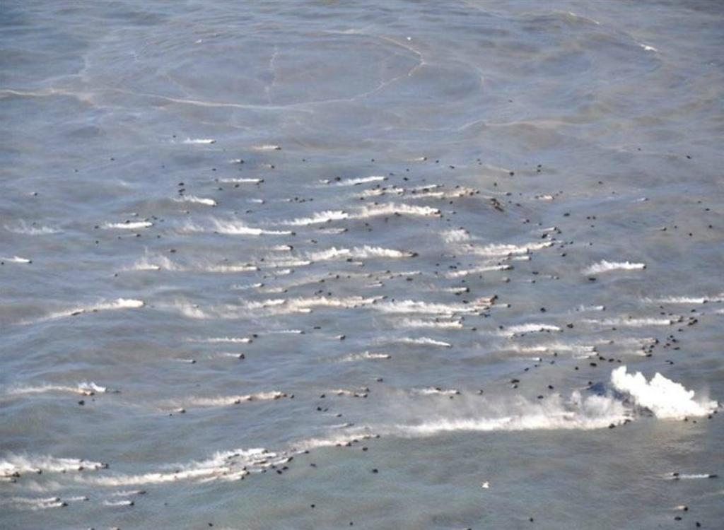 Nuevos piroclastos (fragmentos de lava) arrojados a la superficie del mar por el volc�n de El Hierro.