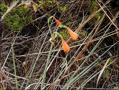 Muchas especies de plantas y animales viven en la zona, por ello esta caldera fue considerada Reserva Geobot�nica y est� protegida. Tom� fotograf�as de varias especies de plantas sin embargo tengo poco conocimiento de ellas.
