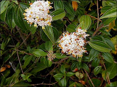 Gracias a mi buen amigo David Schreckinger s� por lo menos que est� flor se llama Flor de Colca, no tengo m�s datos, pero este es un buen motivo para empezar un proyecto relacionado con bot�nica.
