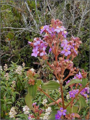 Se comenta que al pie noroccidental de los Pondo�as existe mucha vegetaci�n que cobija numerosas especies de orqu�deas, no s� realmente si la flor en la foto es una orqu�dea, pero bien podr�a figurar en la lista de flores t�picas de la zona.
