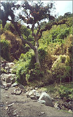 �rbol de Polylepis, en las partes bajas del volc�n pueden apreciarse numerosas especies de flora y fauna as� como venados, osos, cervicabras, pumas y muchas especies de aves.
