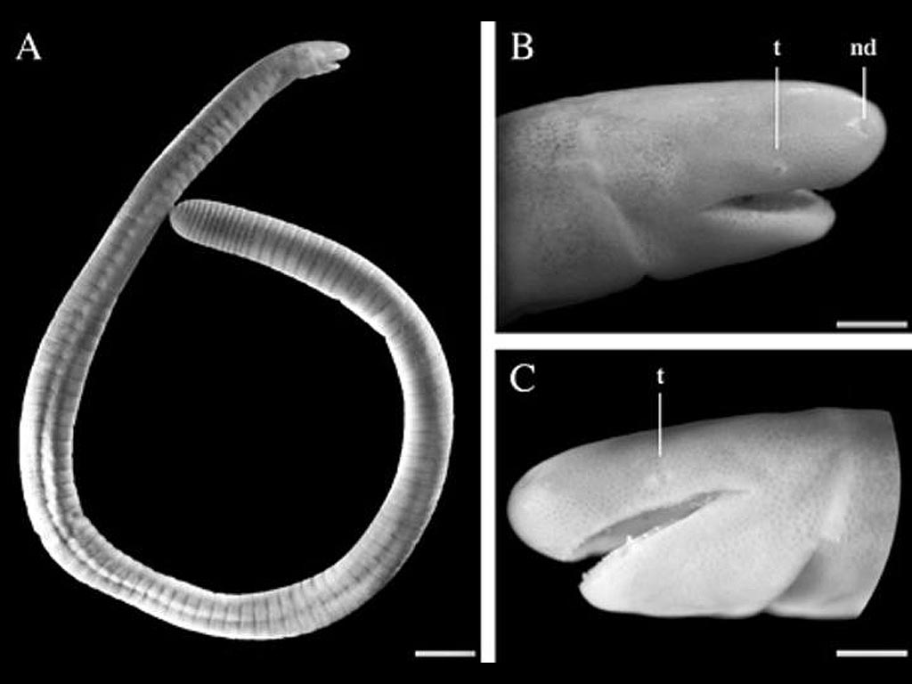 Caecilita iwokramae, un anfibio sin patas ni pulmones