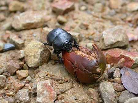 Imagen de un escarabajo de la especie Thorectes lusitanicus comiendo una bellota. (Foto: CSIC)