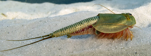 Triops australiensis vivo, este crust�ceo es un f�sil viviente que ha sido hallado en estratos del tri�sico y ha sido hallado en casi todos los continentes aunque sus especies son escasas. Foto: Stijn Ghesquiere