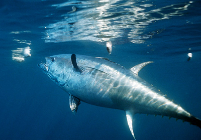 Foto: National Geographic / Brian J. Skerry