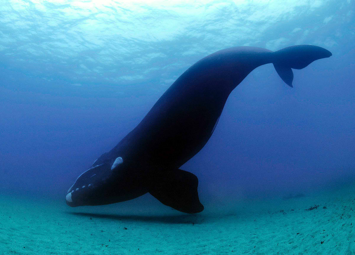 Ballena inspeccionando el fondo marino. Foto: Brian Skerry