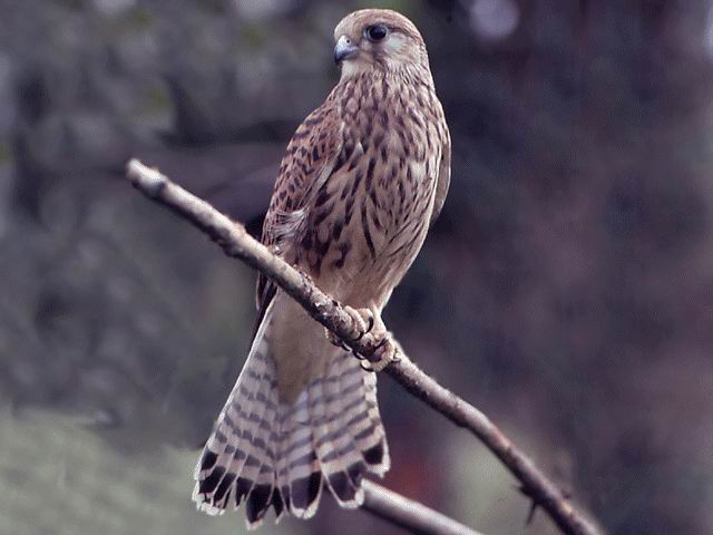 Cern�calo, Falco tinnuculus, predador de peque�las presas como topillos, ratones, lagartijas y otros. Foto: Juan Ram�n Lagunilla Alonso