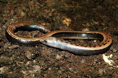 nueva especie de lagarto sin extremidades mide 18 cent�metros