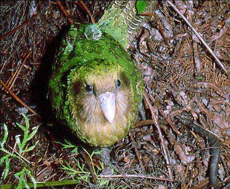 El kakapo es el �nico loro nocturno no volador que existe. S�lo existen 86 kakapos en el planeta, todos ellos en peque�a islas de Nueva Zelanda.