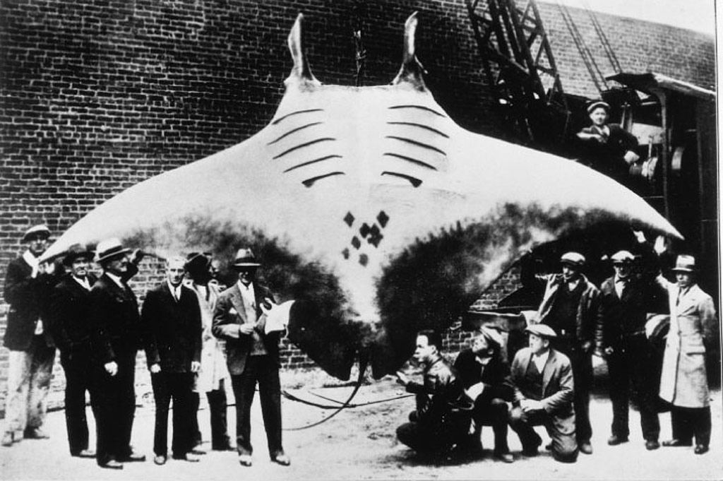 Mantaraya de longitud y peso r�cord capturada por el capit�n A.L. Kahn en agosto de 1933. Su peso fue de 2.268 Kg. y una envergadura de 6 metros