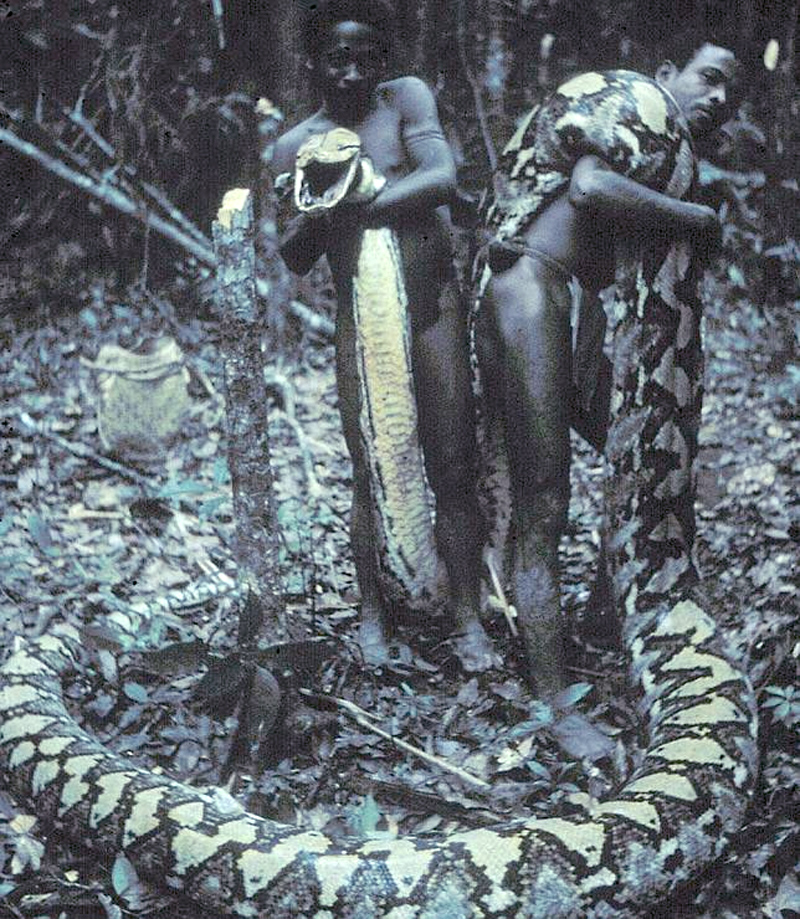 Dos hombres Agta sostienen una pit�n reticulada de 6,9 metros en Sierra Madre, Filipinas. Da escalofr�os comparar el tama�o de la cabeza del reptil con la del ind�gena que la sostiene
Foto: Thomas N. Headland