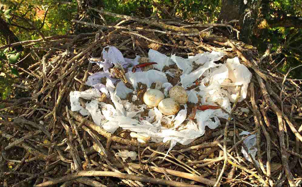 Nido de milano negro de 11 a�os, con el m�ximo de decoraci�n. El milano negro adorna su nido con desechos pl�sticos para advertir a otras aves sobre sus caracter�sticas, como la capacidad de lucha, la calidad de su territorio y su propensi�n al conflicto f�sico. Foto: F. Sergio