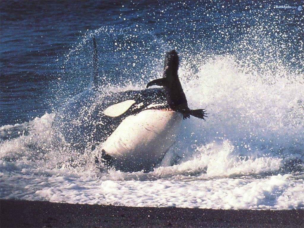 Las orcas tienen una dieta variada de varios tipos de vertebrados como peces de cardumen, rayas y escualos como tiburones (blancos inclu�dos), mam�feros marinos, aves costeras, tortugas marinas. Pero extra�amente no atacan al hombre