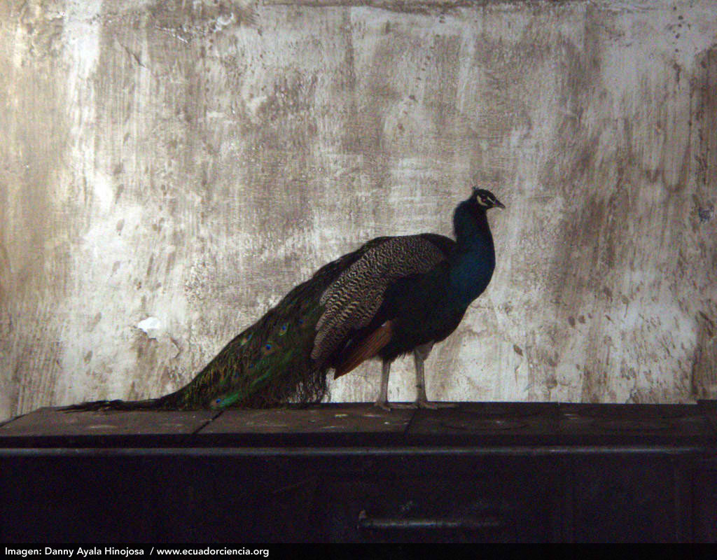 Pavo real o pavo cristatus, fotograf�ado en la Hacienda Pinsaqu�. Foto: Danny Ayala Hinojosa.