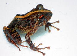 Una de las dos especies de batracios encontrados en el bosque de Leyte.