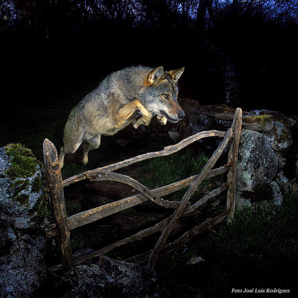 El lobo ib�rico ha sido y sigue siendo perseguido por el ser humano al considerarlo un peligro para la caza y la ganader�a. En la actualidad, es una especie a proteger. En Espa�a, la poblaci�n de lobo ib�rico alcanza los 1.000 � 2.000 individuos en el norte, con algunas peque�as poblaciones aisladas en el sur.