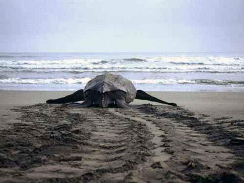 Se estima que m�s del 90 por ciento de los ejemplares de tortugas la�d est�n acabados en el mundo